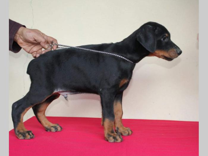 doberman štenci besplatni mali oglasi