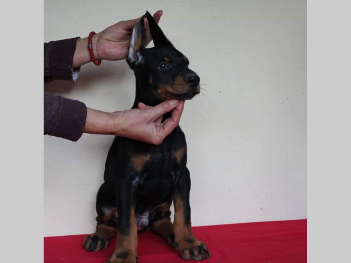 doberman štenci besplatni mali oglasi