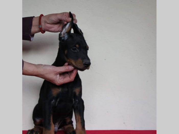 doberman štenci besplatni mali oglasi