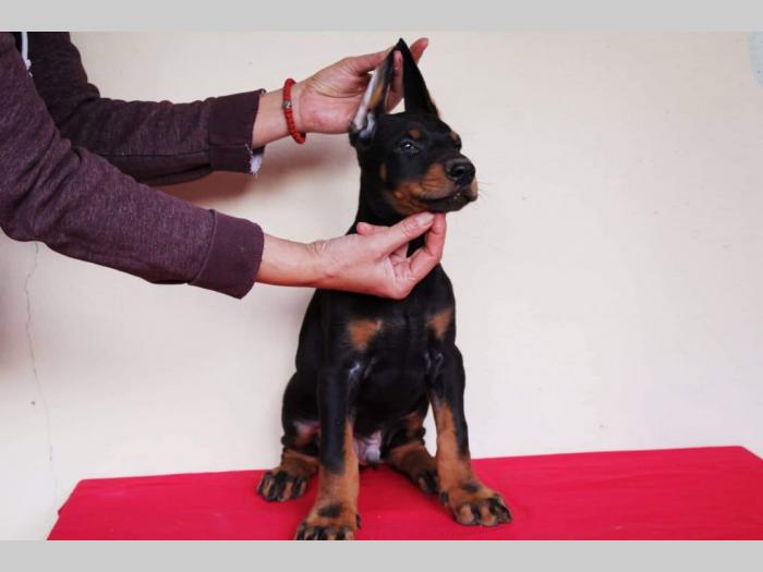 doberman štenci besplatni mali oglasi