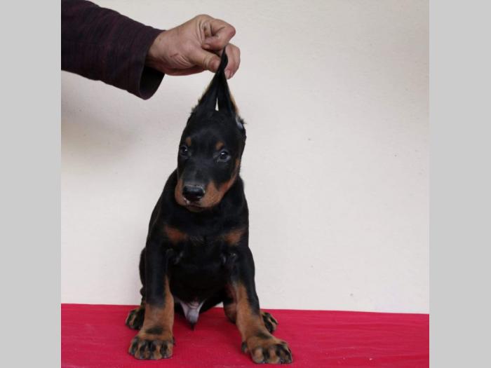 doberman štenci besplatni mali oglasi