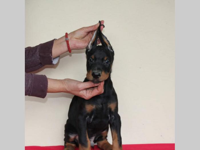 doberman štenci besplatni mali oglasi