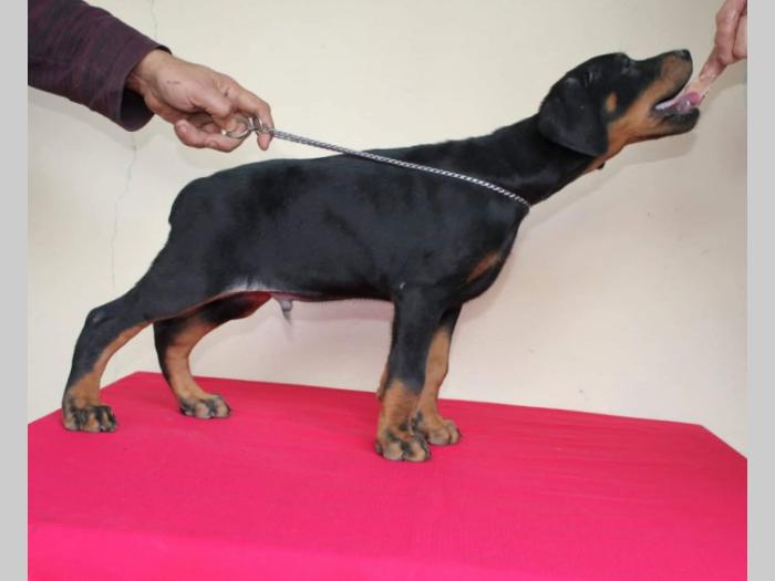 doberman štenci besplatni mali oglasi