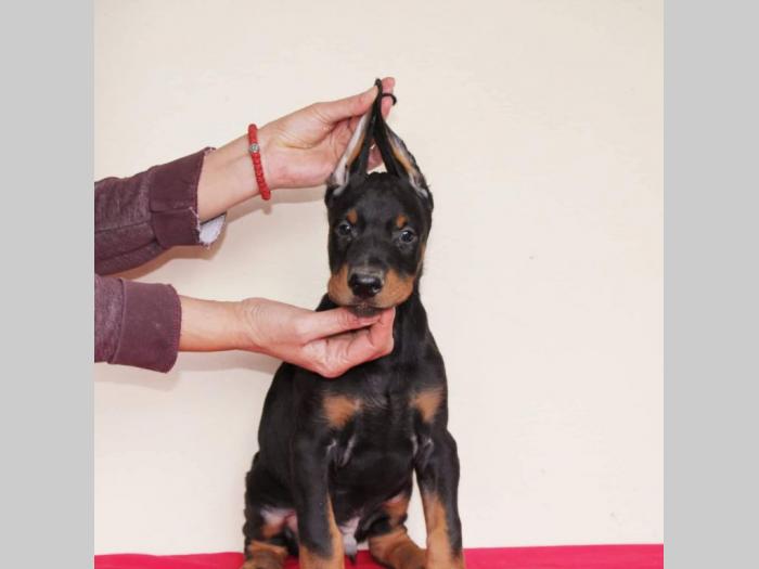 doberman štenci besplatni mali oglasi