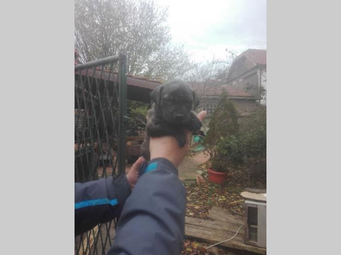 pit bul štenci besplatni mali oglasi