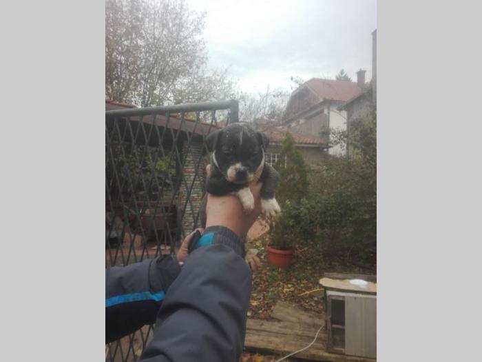 pit bul štenci besplatni mali oglasi