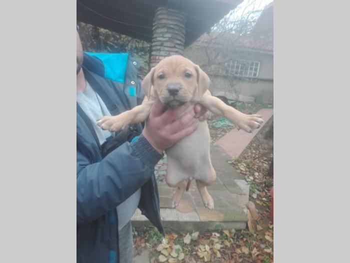 pit bul štenci besplatni mali oglasi