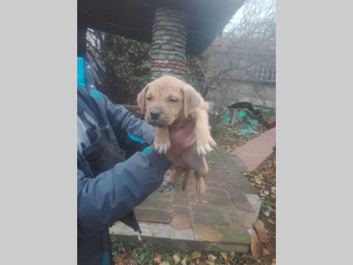pit bul štenci besplatni mali oglasi