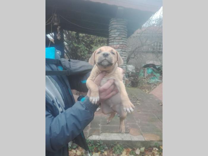 pit bul štenci besplatni mali oglasi