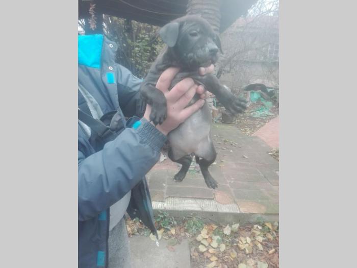 pit bul štenci besplatni mali oglasi