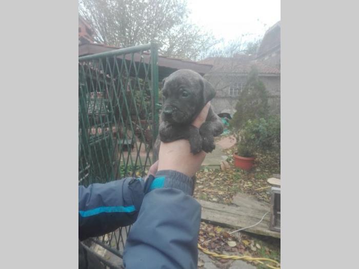 pit bul štenci besplatni mali oglasi