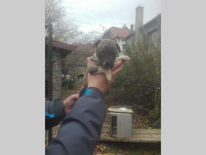 pit bul štenci besplatni mali oglasi