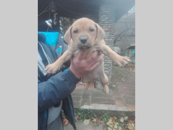 pit bul štenci besplatni mali oglasi