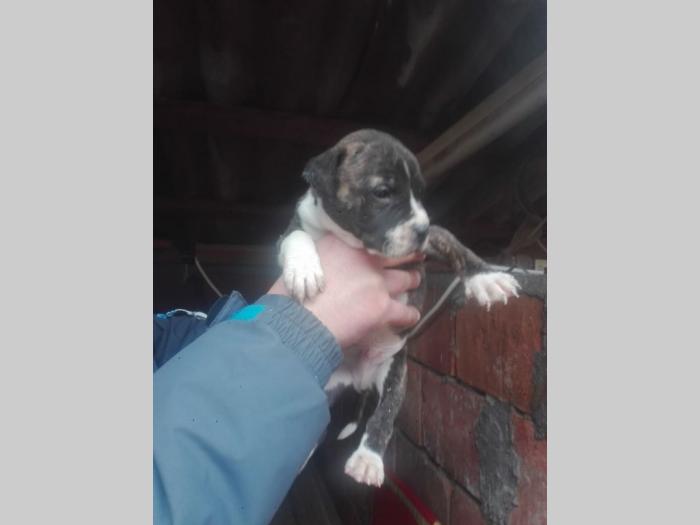 pit bul štenci besplatni mali oglasi