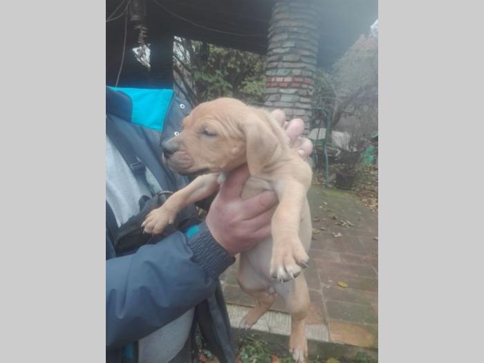 pit bul štenci besplatni mali oglasi