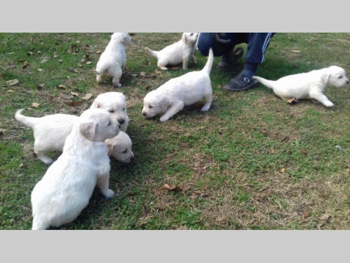 na prodaju prelepi štenci zlatnog retrivera besplatni mali oglasi