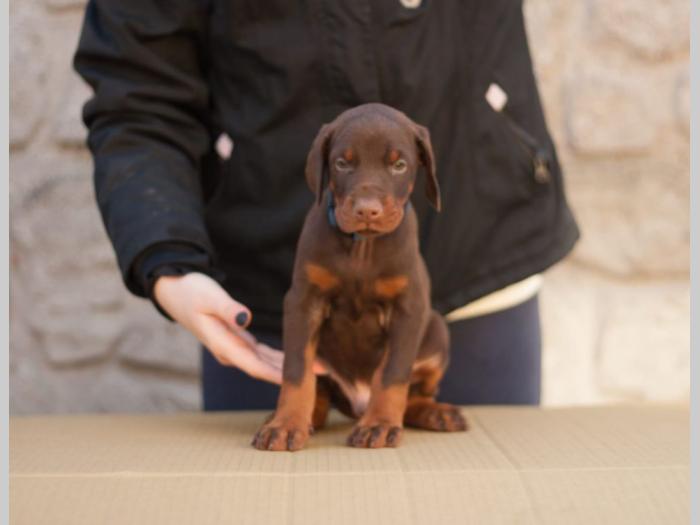 štenci dobermana di gobeljla u braon broji besplatni mali oglasi