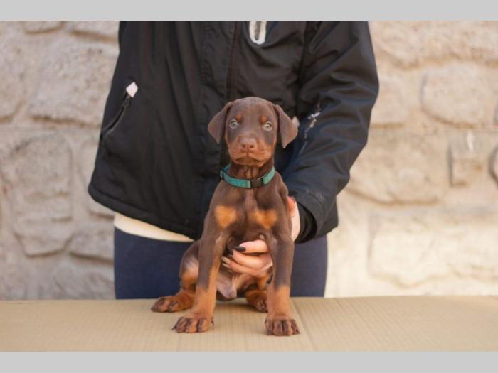 štenci dobermana di gobeljla u braon broji besplatni mali oglasi