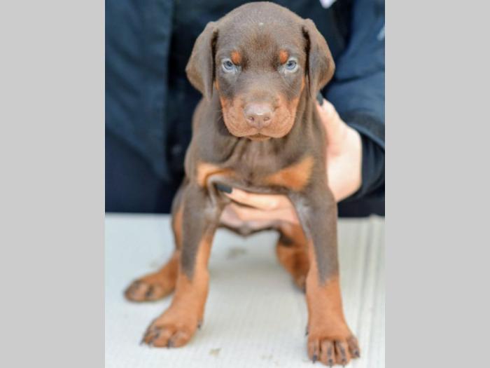 štenci dobermana di gobeljla u braon broji besplatni mali oglasi