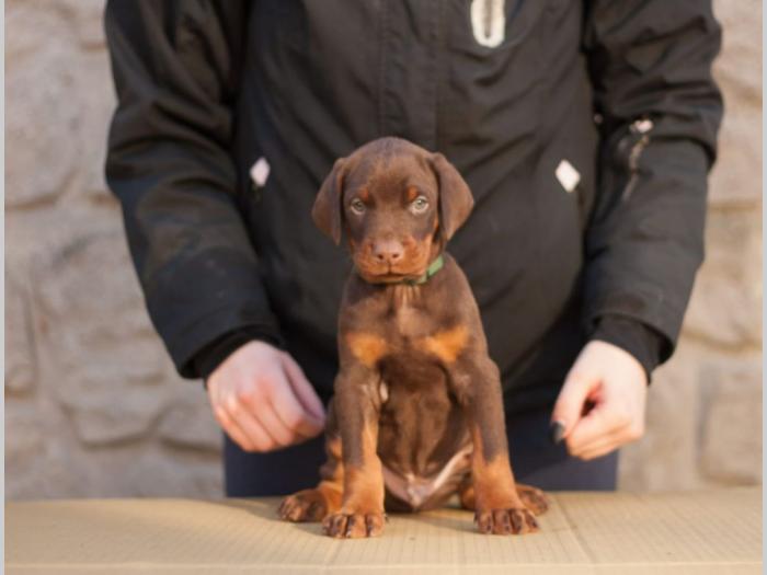 štenci dobermana di gobeljla u braon broji besplatni mali oglasi