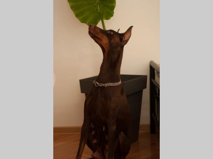 štenci dobermana di gobeljla u braon broji besplatni mali oglasi