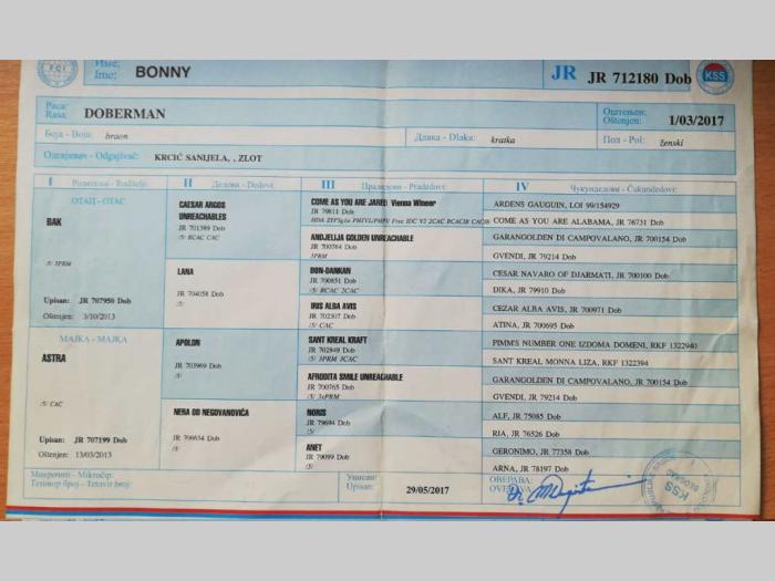 štenci dobermana di gobeljla u braon broji besplatni mali oglasi