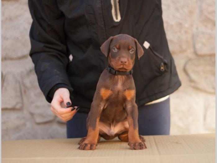 štenci dobermana di gobeljla u braon broji besplatni mali oglasi