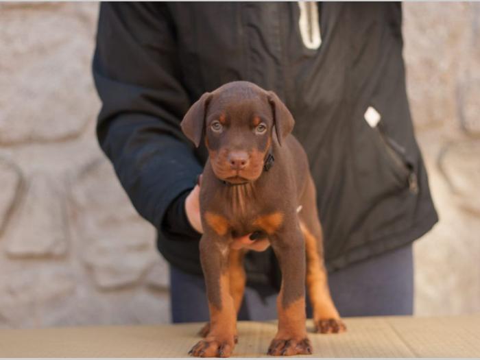 štenci dobermana di gobeljla u braon broji besplatni mali oglasi