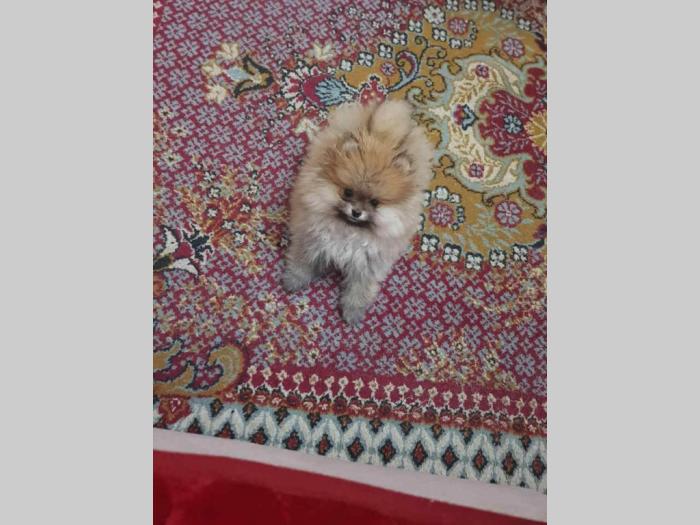 štenci pomeranca boo besplatni mali oglasi