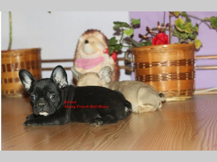 francuski buldog besplatni mali oglasi