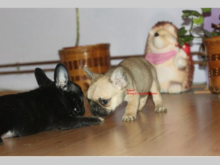 francuski buldog besplatni mali oglasi