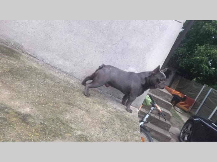 plavi francuski buldog besplatni mali oglasi