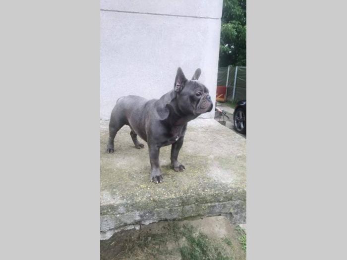 plavi francuski buldog besplatni mali oglasi