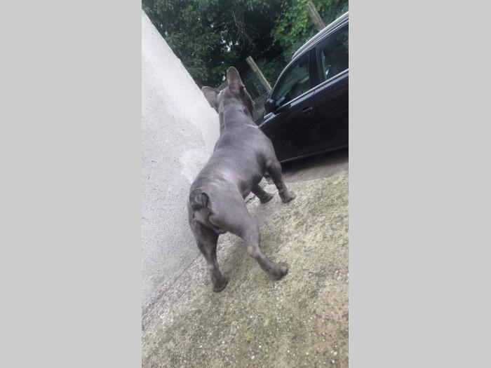 plavi francuski buldog besplatni mali oglasi