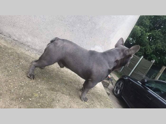 plavi francuski buldog besplatni mali oglasi