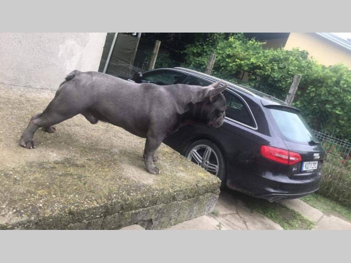 plavi francuski buldog besplatni mali oglasi