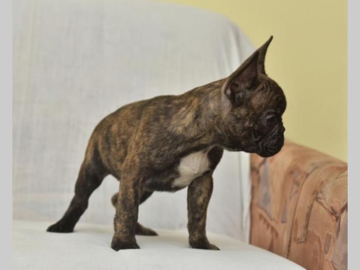 francuski buldog dva prelepa muška šteneta besplatni mali oglasi
