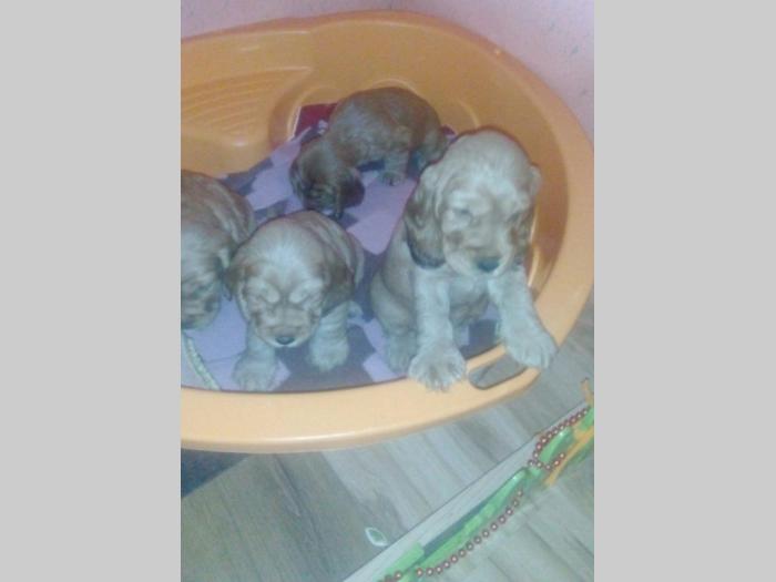 štenci engleskog koker španijela zlatne boje besplatni mali oglasi