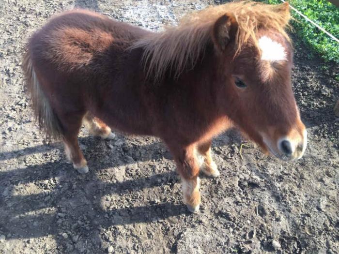 poni ždrebe na prodaju, staro 6 meseci besplatni mali oglasi