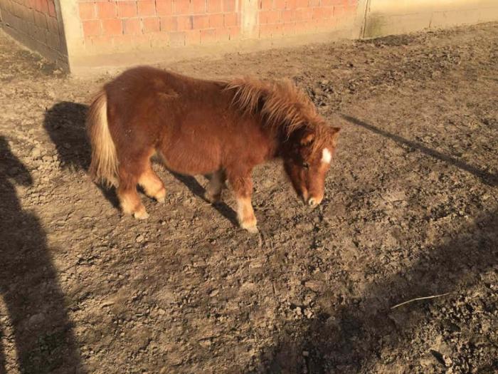 poni ždrebe na prodaju, staro 6 meseci besplatni mali oglasi