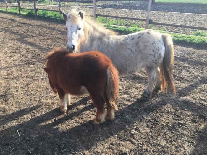 poni ždrebe na prodaju, staro 6 meseci besplatni mali oglasi