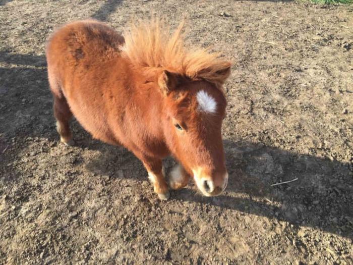 poni ždrebe na prodaju, staro 6 meseci besplatni mali oglasi