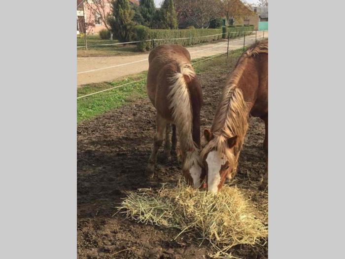 prodajem ždrebe haflinger besplatni mali oglasi