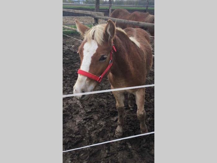 prodajem ždrebe haflinger besplatni mali oglasi