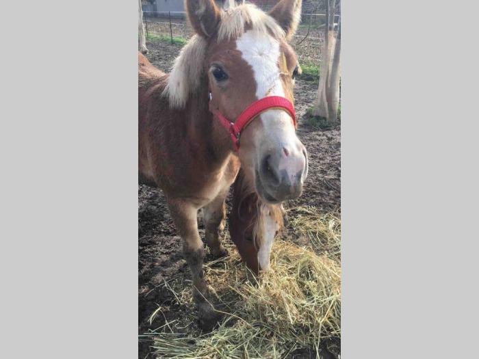 prodajem ždrebe haflinger besplatni mali oglasi