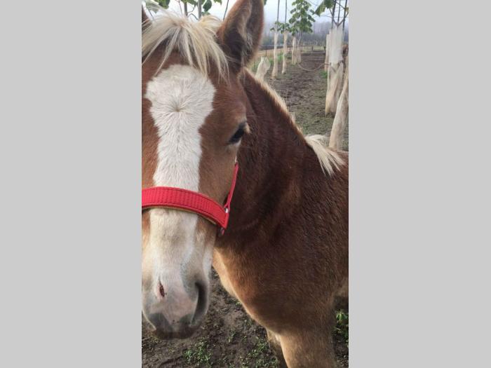 prodajem ždrebe haflinger besplatni mali oglasi