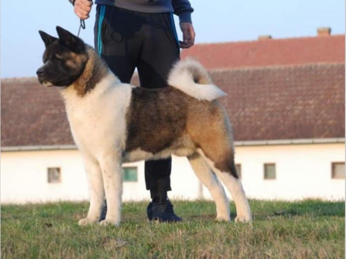 američka akita (mužjak) star godinu dana besplatni mali oglasi