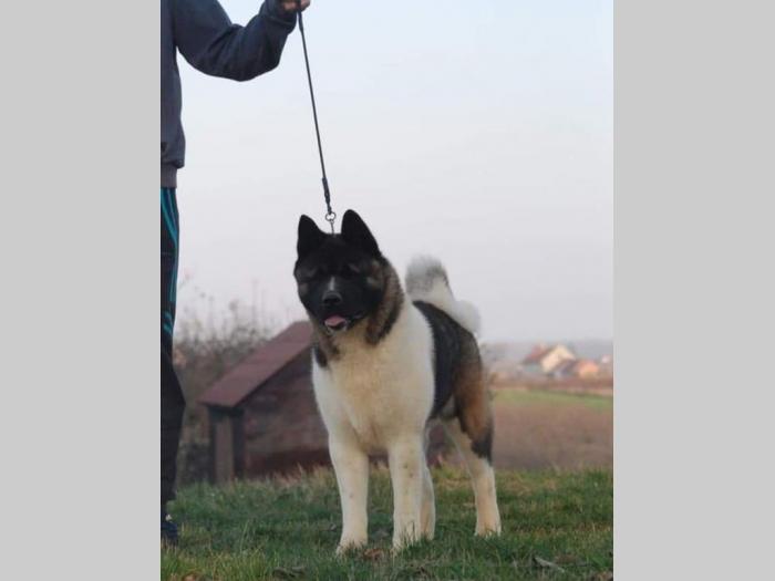 američka akita (mužjak) star godinu dana besplatni mali oglasi