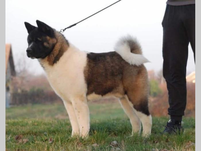 američka akita (mužjak) star godinu dana besplatni mali oglasi