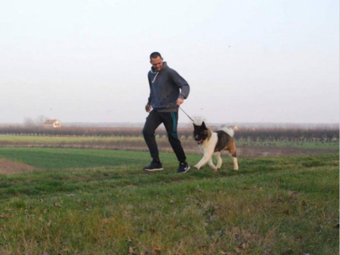 američka akita (mužjak) star godinu dana besplatni mali oglasi